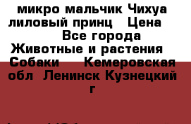 микро мальчик Чихуа лиловый принц › Цена ­ 90 - Все города Животные и растения » Собаки   . Кемеровская обл.,Ленинск-Кузнецкий г.